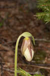 Pink lady's slipper <BR>Moccasin flower